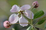 Southern crabapple